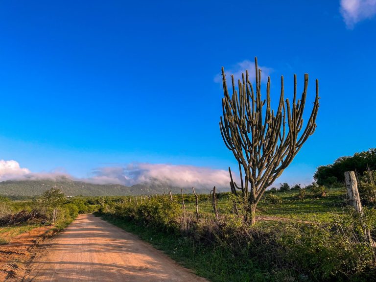 Estrada rural cercada por cactos e vegetação seca sob céu azul no semiárido nordestino